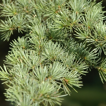 Cedrus libani '' (044349)