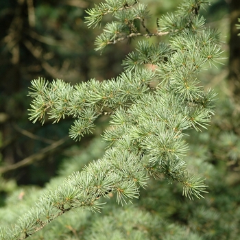 Cedrus libani '' (044350)