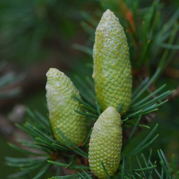 Cedrus libani '' (044351)