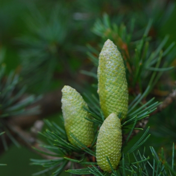 Cedrus libani '' (044352)