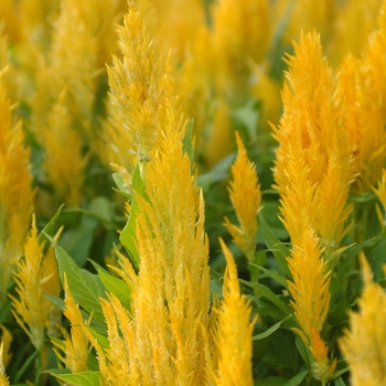 Celosia argentea plumosa 'Fresh Look Yellow' (044362)