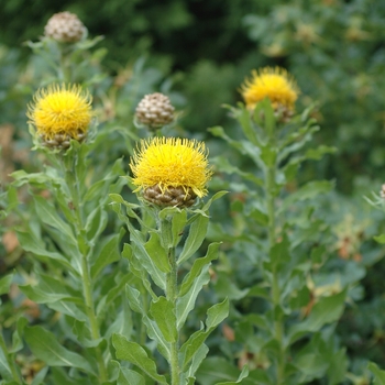 Centaurea macrocephala '' (044364)