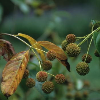 Cephalanthus occidentalis '' (044367)