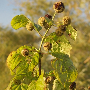 Cephalanthus occidentalis '' (044369)