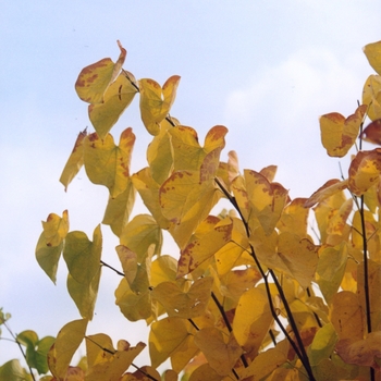 Cercis canadensis '' (044377)