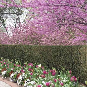 Cercis canadensis '' (044379)