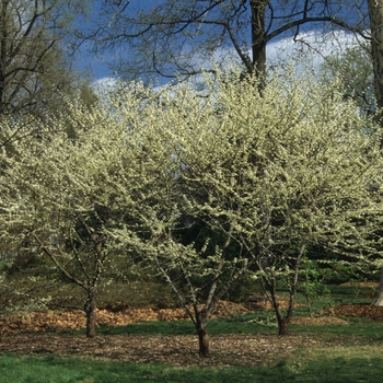 Cercis canadensis 'Alba' (044419)