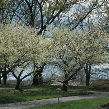 Cercis canadensis 'Alba' (044420)