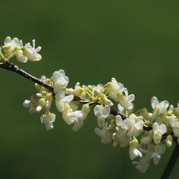 Cercis canadensis 'Alba' (044421)