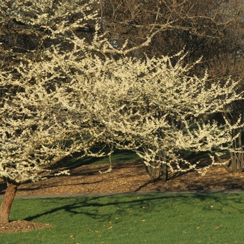 Cercis canadensis 'Alba' (044422)