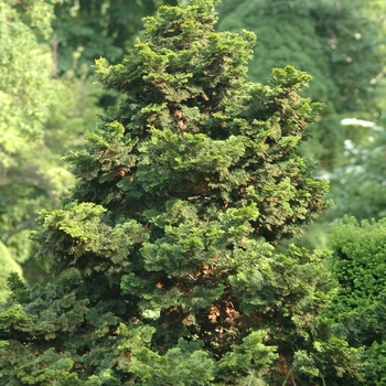 Chamaecyparis obtusa 'Gracilis' (044426)