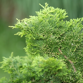 Chamaecyparis obtusa 'Gracilis' (044427)