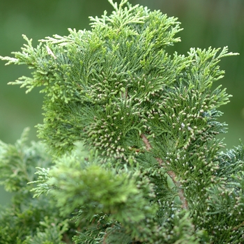 Chamaecyparis obtusa 'Gracilis' (044428)