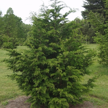 Chamaecyparis obtusa '' (044429)