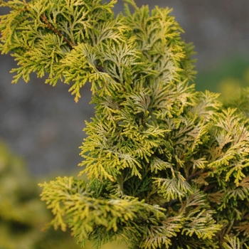 Chamaecyparis obtusa 'Aurea' (044433)