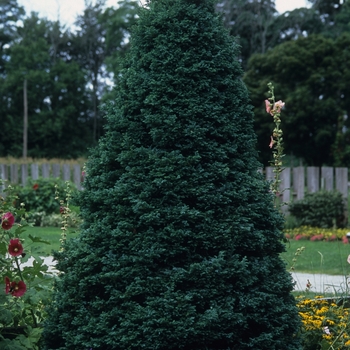 Chamaecyparis pisifera 'Boulevard' (044434)