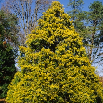 Chamaecyparis pisifera 'Filifera Aurea' (044438)