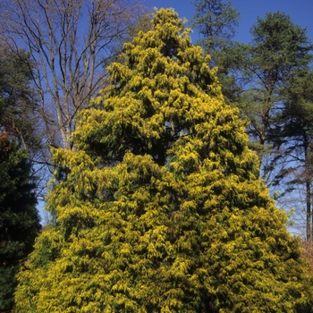 Chamaecyparis pisifera 'Filifera Aurea' (044439)