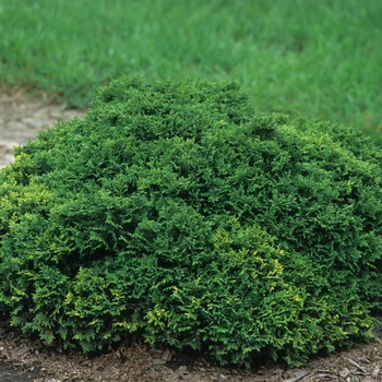 Chamaecyparis pisifera 'Golden Pincushion' (044441)