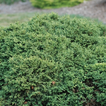 Chamaecyparis pisifera 'Golden Pincushion' (044442)