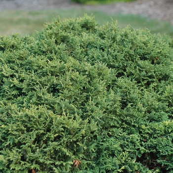 Chamaecyparis pisifera 'Golden Pincushion' (044443)