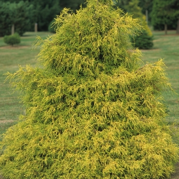 Chamaecyparis pisifera 'Lemon Thread' (044444)