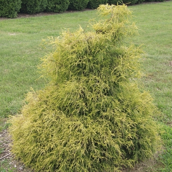 Chamaecyparis pisifera 'Lemon Thread' (044445)