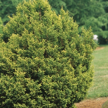 Chamaecyparis pisifera 'Plumosa Juniperoides' (044446)