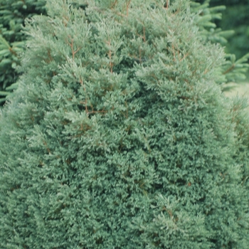 Chamaecyparis thyoides 'Heatherbun' (044447)