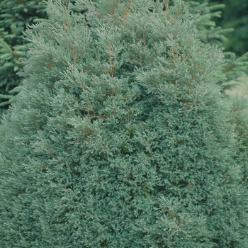 Chamaecyparis thyoides 'Heatherbun' (044448)