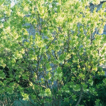 Chionanthus retusus '' (044462)