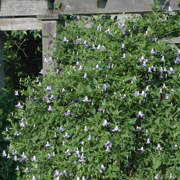 Clematis 'Betty Corning' (044476)