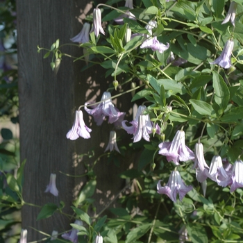 Clematis 'Betty Corning' (044477)