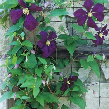 Clematis viticella 'Etoile Violette' (044479)