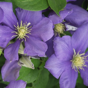 Clematis 'General Sikorski' (044480)