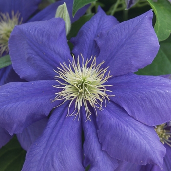 Clematis 'General Sikorski' (044482)