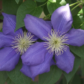 Clematis 'General Sikorski' (044483)