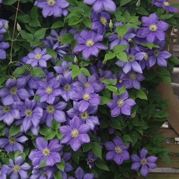 Clematis 'General Sikorski' (044484)