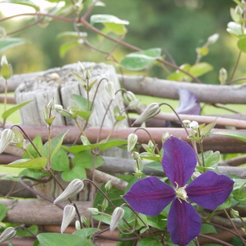 Clematis 'Jackmanii' (044494)