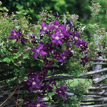 Clematis 'Jackmanii' (044497)