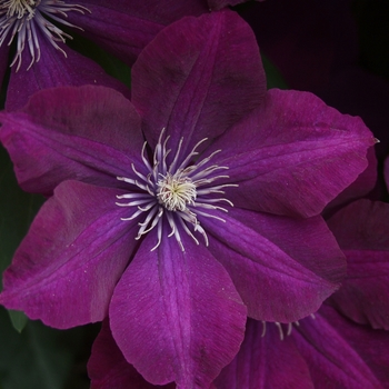 Clematis 'Niobe' (044537)