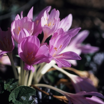 Colchicum autumnale 'Major' (044573)