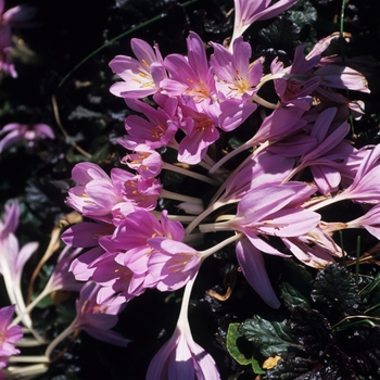 Colchicum autumnale 'Major' (044574)