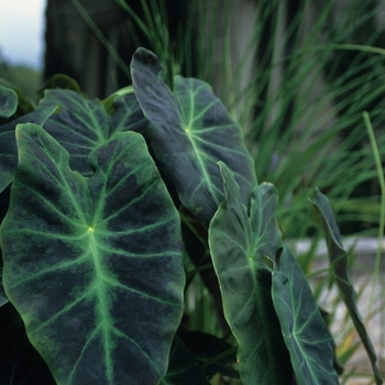 Colocasia esculenta 'Illustris' (044577)