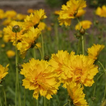 Coreopsis grandiflora 'Sunray' (044582)