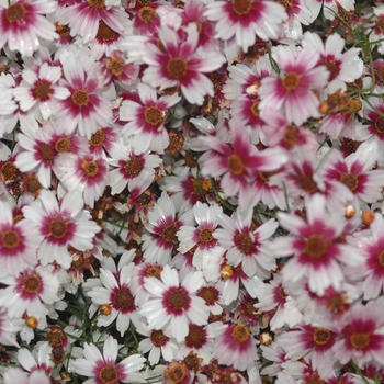 Coreopsis rosea 'Sweet Dreams' (044584)