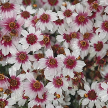 Coreopsis rosea 'Sweet Dreams' (044585)