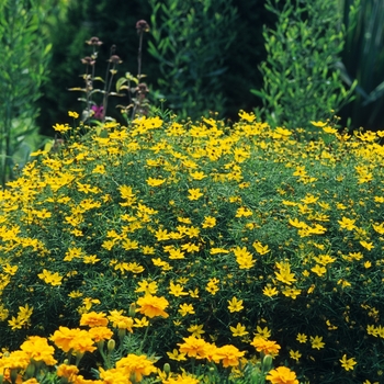 Coreopsis verticillata 'Zagreb' (044592)