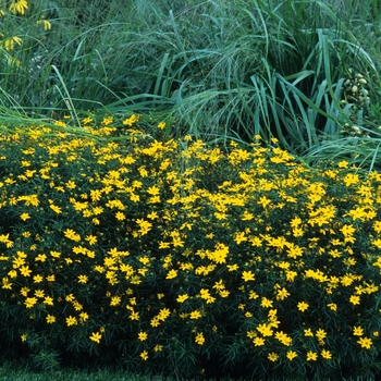 Coreopsis verticillata 'Zagreb' (044593)