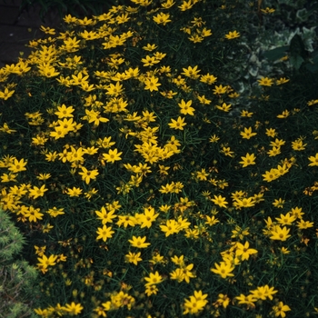 Coreopsis verticillata 'Zagreb' (044594)